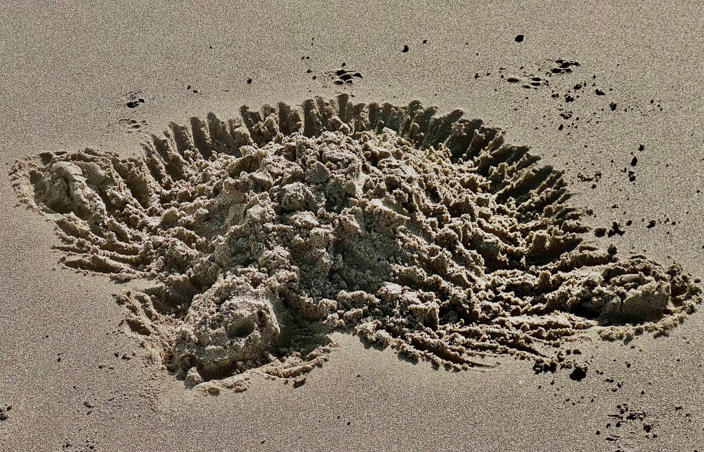 sand art, beach art, tortoise, photo